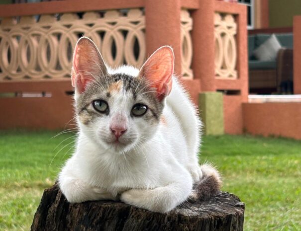 palm grove retreat cat