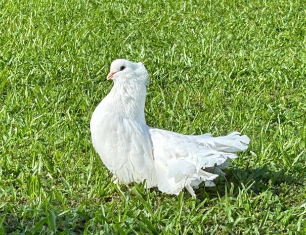 palm grove retreat bird